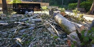 A tree is being cut down in a yard during junk removal service.