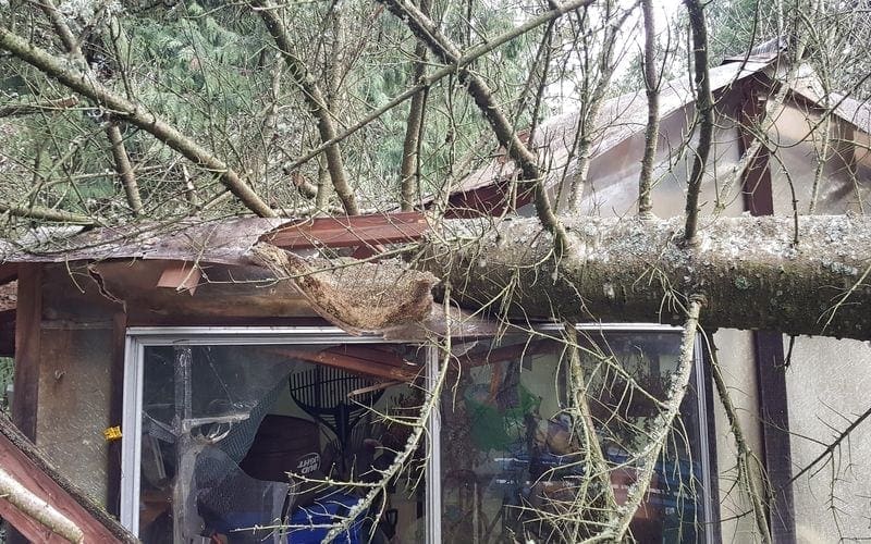 A tree has fallen on a house and requires immediate trash removal in WA.